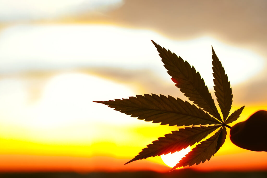 Marijuana leave with sunset in the background, depicting hope on the horizon for new research and regulations
